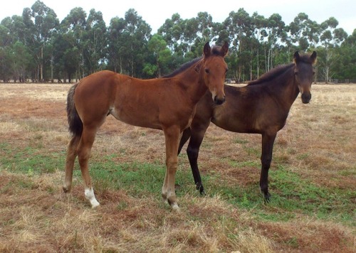 Filly by Tintin In America filly