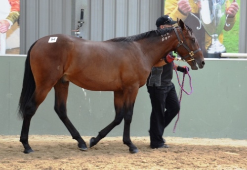 A Changeover yearling colt