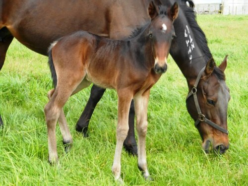 Sophie's Choice and her colt foal by Tintin In America