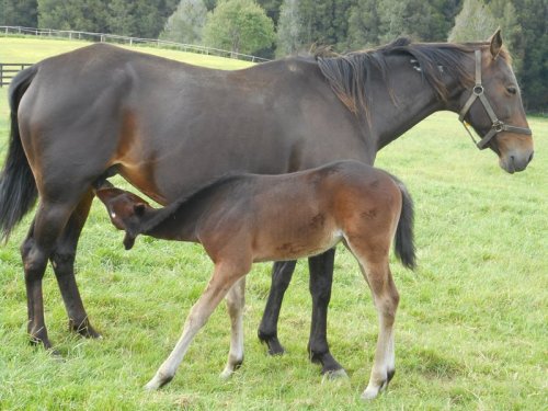 Tintin In America x Sophie's Choice foal